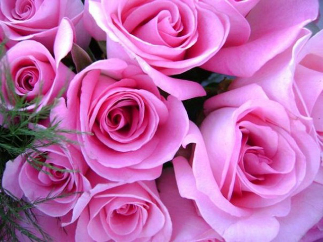 Hoa hồng phấn gắn liền với tình yêu 